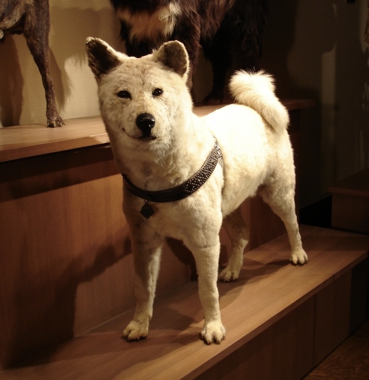 Sun Hatchi (JustH) logo